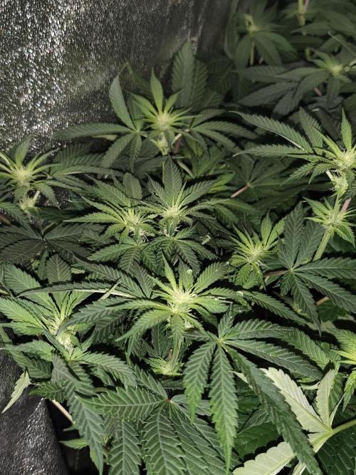 Sweetopia 🍭 paradise seeds. Week 6