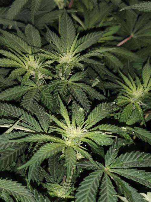 Sweetopia 🍭 paradise seeds. Week 6