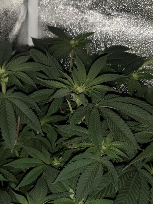 Sweetopia 🍭 paradise seeds. Week 6