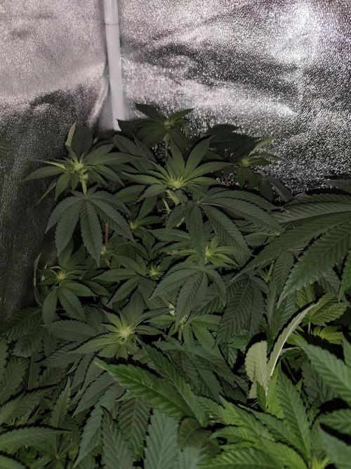 Sweetopia 🍭 paradise seeds. Week 6