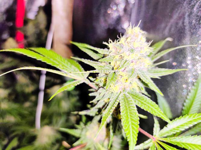 Red wine 🍷 X the Bird 🐦. Week 8