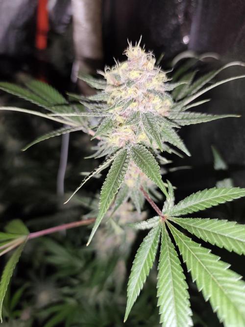 Red wine 🍷 X the Bird 🐦. Week 8