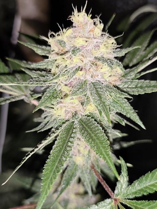 Red wine 🍷 X the Bird 🐦. Week 8