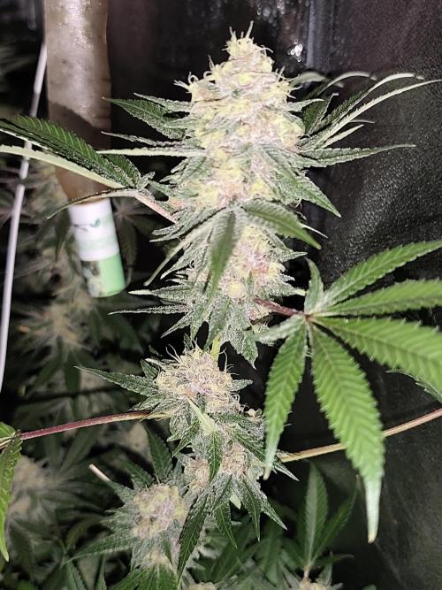 Red wine 🍷 X the Bird 🐦. Week 8