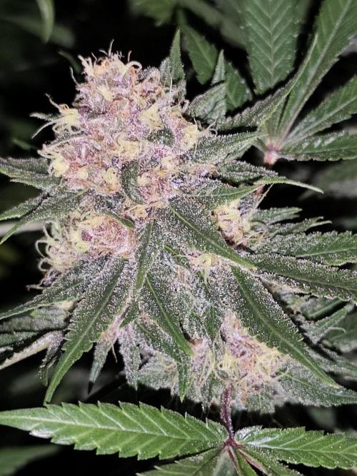 Red wine 🍷 X the Bird 🐦. Week 8