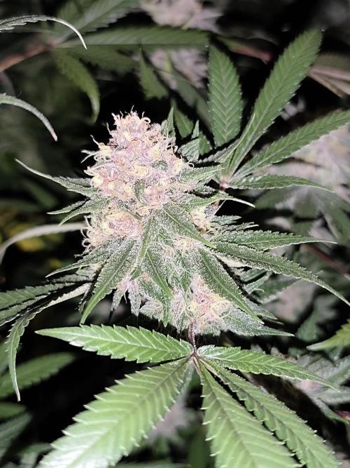 Red wine 🍷 X the Bird 🐦. Week 8