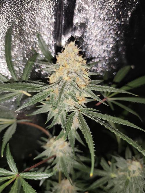 Red wine 🍷 X the Bird 🐦. Week 8