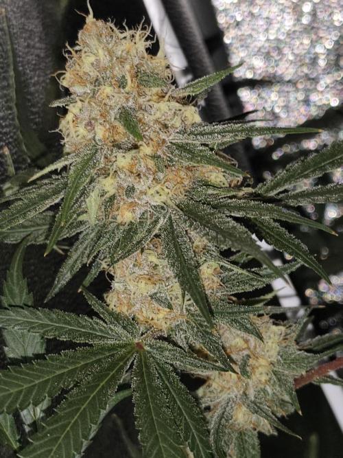 Red wine 🍷 X the Bird 🐦. Week 8