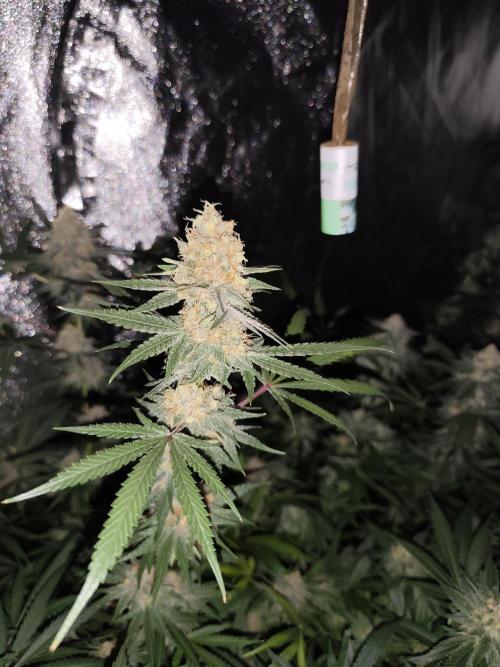 Red wine 🍷 X the Bird 🐦. Week 8