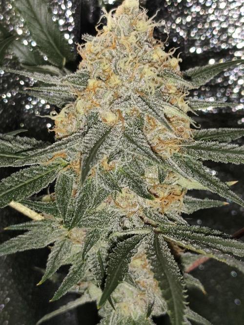 Red wine 🍷 X the Bird 🐦. Week 8