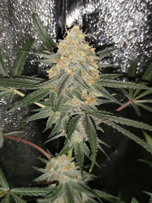 Red wine 🍷 X the Bird 🐦. Week 8