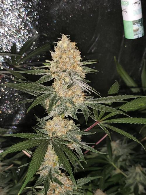 Red wine 🍷 X the Bird 🐦. Week 8