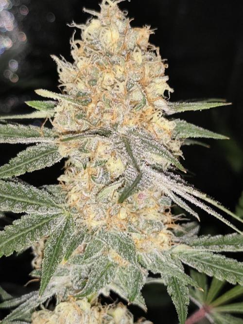 Red wine 🍷 X the Bird 🐦. Week 8