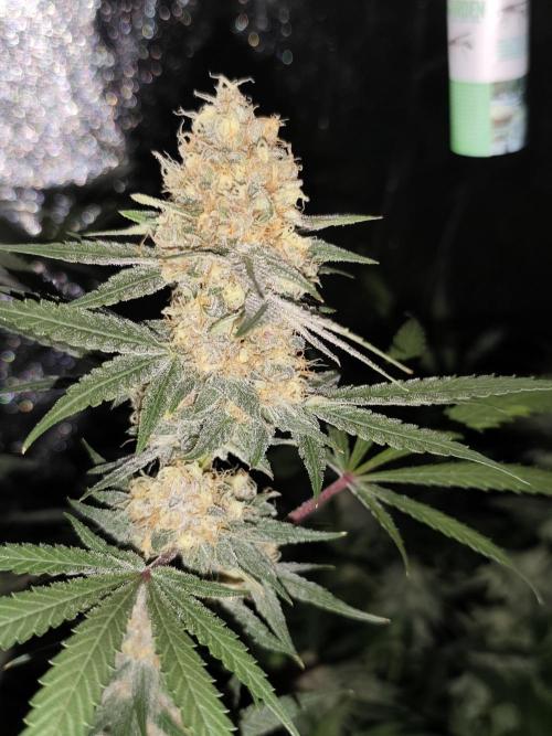 Red wine 🍷 X the Bird 🐦. Week 8