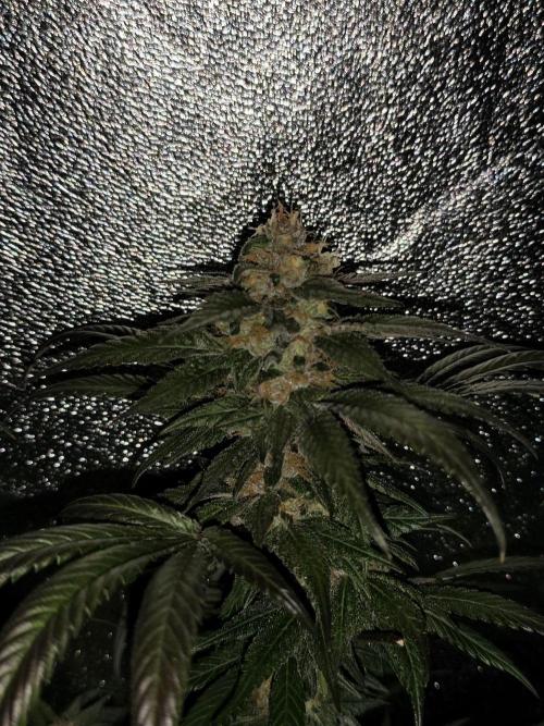 Red wine 🍷 X the Bird 🐦. Week 8