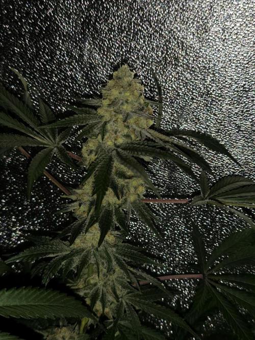 Red wine 🍷 X the Bird 🐦. Week 8