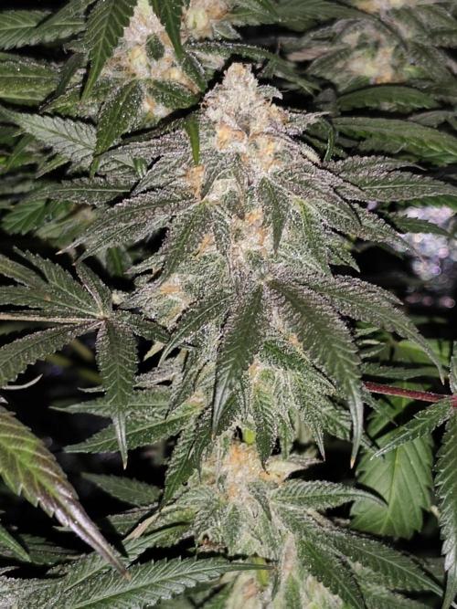 Red wine 🍷 X the Bird 🐦. Week 8