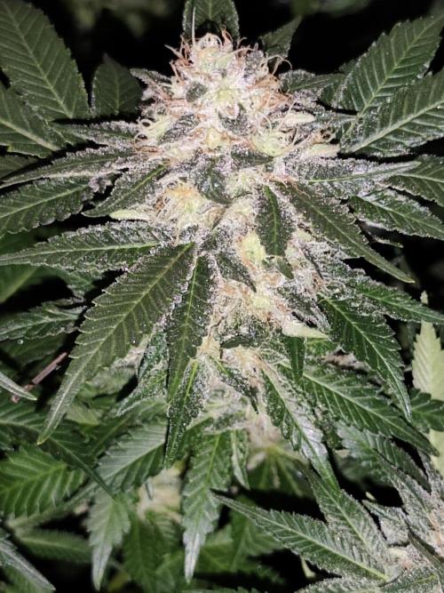 Red wine 🍷 X the Bird 🐦. Week 8