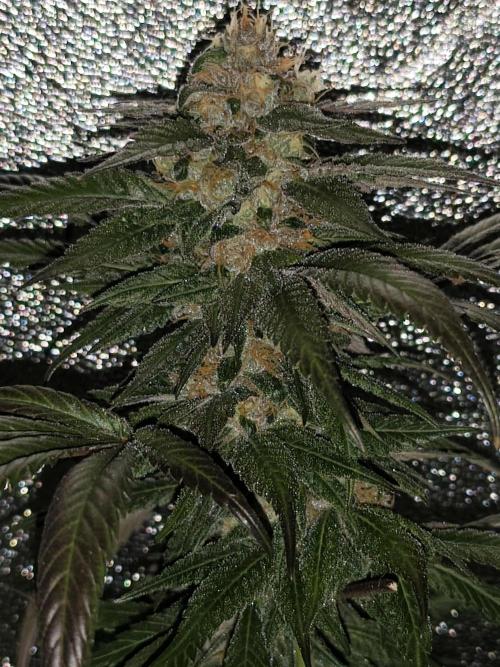 Red wine 🍷 X the Bird 🐦. Week 8