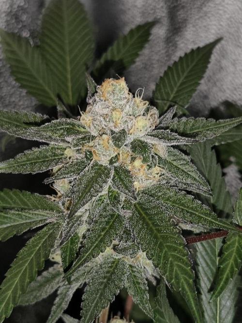 Red wine 🍷 X the Bird 🐦. Week 8