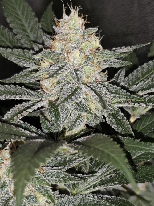 Red wine 🍷 X the Bird 🐦. Week 8