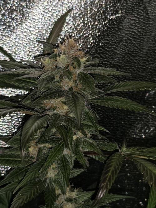 Red wine 🍷 X the Bird 🐦. Week 8