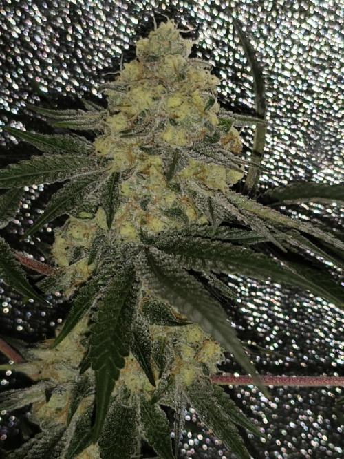 Red wine 🍷 X the Bird 🐦. Week 8