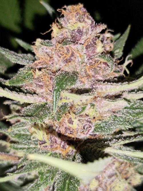 Red wine 🍷 X the Bird 🐦. Week 9