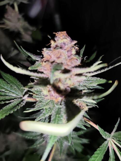 Red wine 🍷 X the Bird 🐦. Week 9