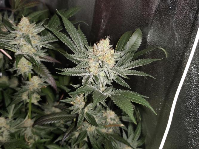 Red wine 🍷 X the Bird 🐦. Week 9