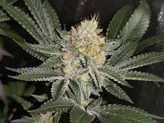 Red wine 🍷 X the Bird 🐦. Week 9