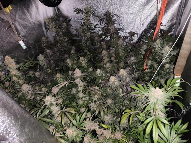 Red wine 🍷 X the Bird 🐦. Week 9