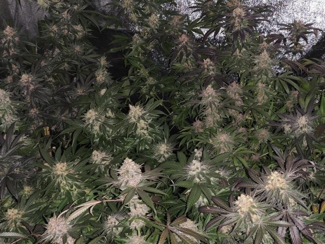 Red wine 🍷 X the Bird 🐦. Week 9