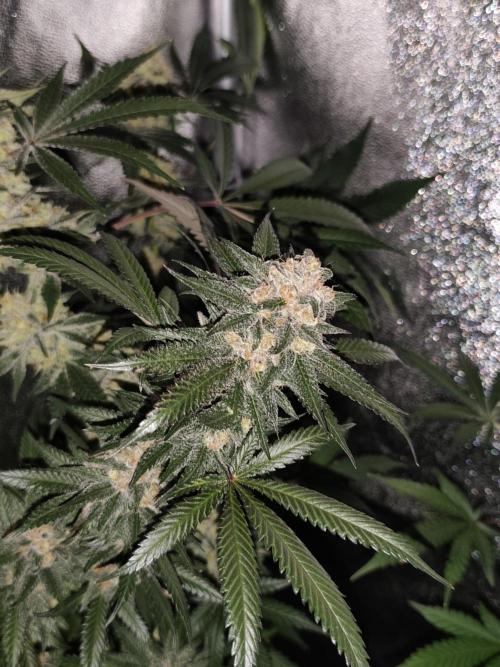 Red wine 🍷 X the Bird 🐦. Week 9