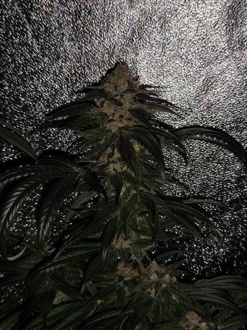 Red wine 🍷 X the Bird 🐦. Week 9