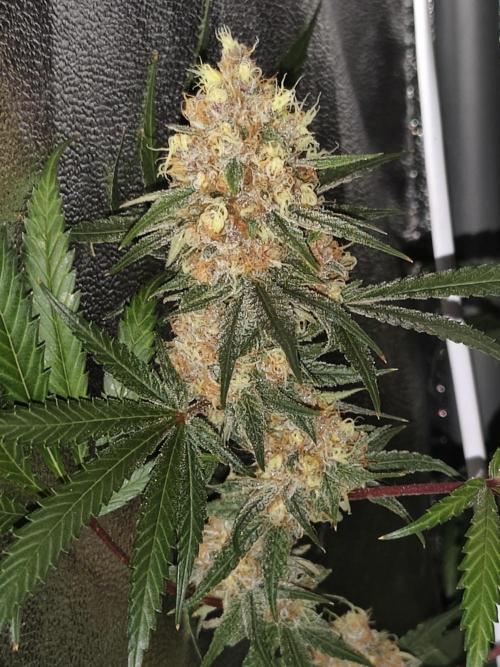 Red wine 🍷 X the Bird 🐦. Week 9