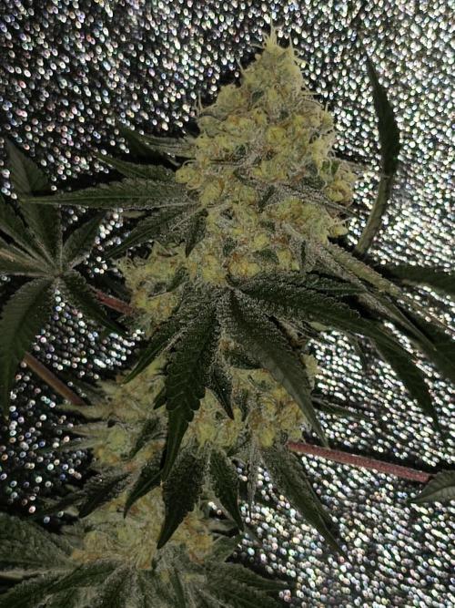 Red wine 🍷 X the Bird 🐦. Week 9