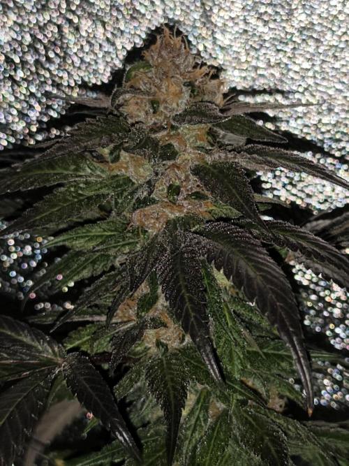 Red wine 🍷 X the Bird 🐦. Week 9