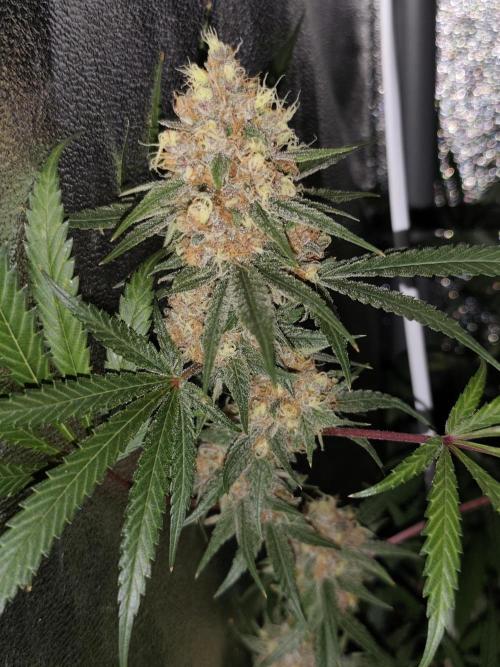 Red wine 🍷 X the Bird 🐦. Week 9