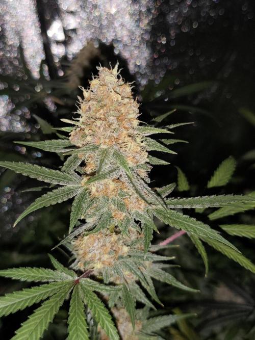 Red wine 🍷 X the Bird 🐦. Week 9