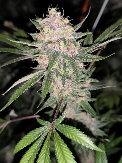 Red wine 🍷 X the Bird 🐦. Week 9