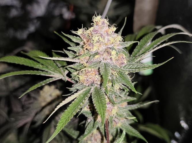 Red wine 🍷 X the Bird 🐦. Week 9