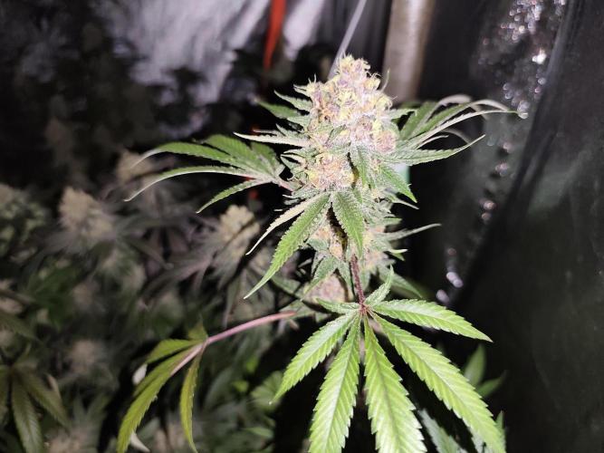 Red wine 🍷 X the Bird 🐦. Week 9