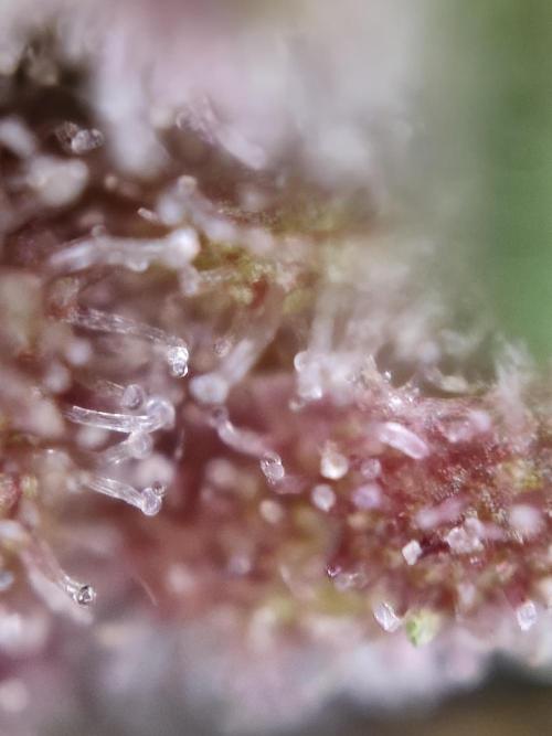 Red wine 🍷 X the Bird 🐦. Week 9