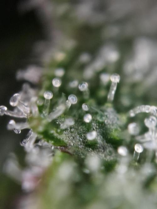 Red wine 🍷 X the Bird 🐦. Week 9