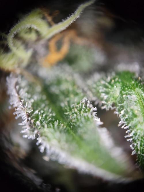 Red wine 🍷 X the Bird 🐦. Week 9