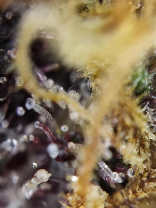 Red wine 🍷 X the Bird 🐦. Week 9