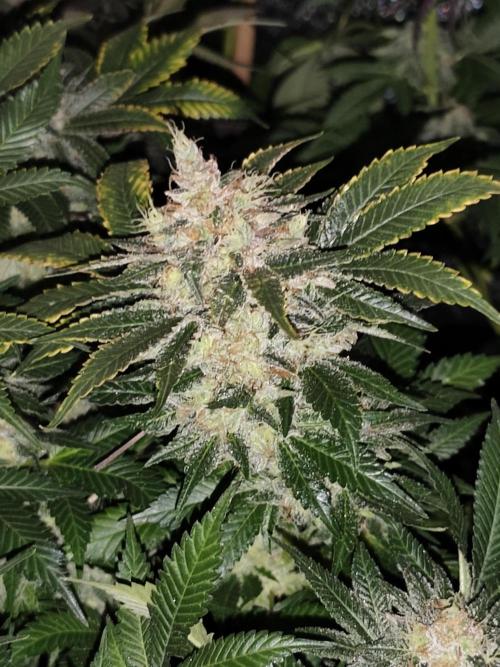 Red wine 🍷 X the Bird 🐦. Week 10