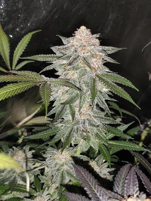 Red wine 🍷 X the Bird 🐦. Week 10