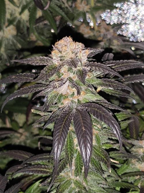 Red wine 🍷 X the Bird 🐦. Week 10